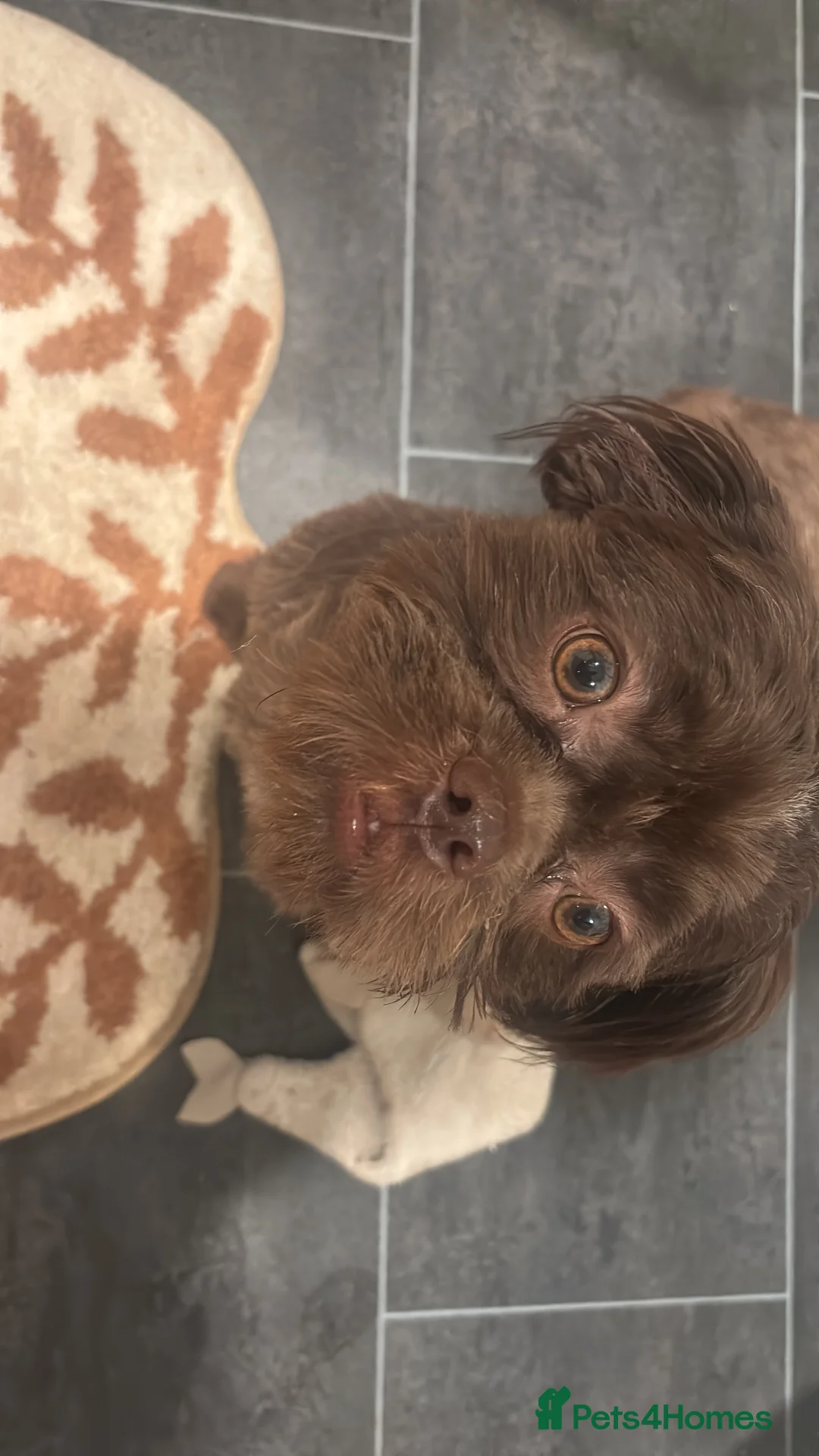 Shih Tzu dogs for stud: Brown Shih Tzu Stud Available - Advert 6