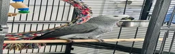 Parrots birds for sale: African Grey 6 Months Old Male Fully Hand Tame  in Bradford - Advert 12