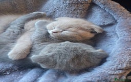 British Shorthair cats for sale: 3 British Blue / Scottish Fold kittens - Image 12