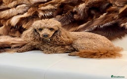 Cockapoo dogs for sale: 4⭐️Licensed F1b Cockapoos Exceptionally Bred - Image 7