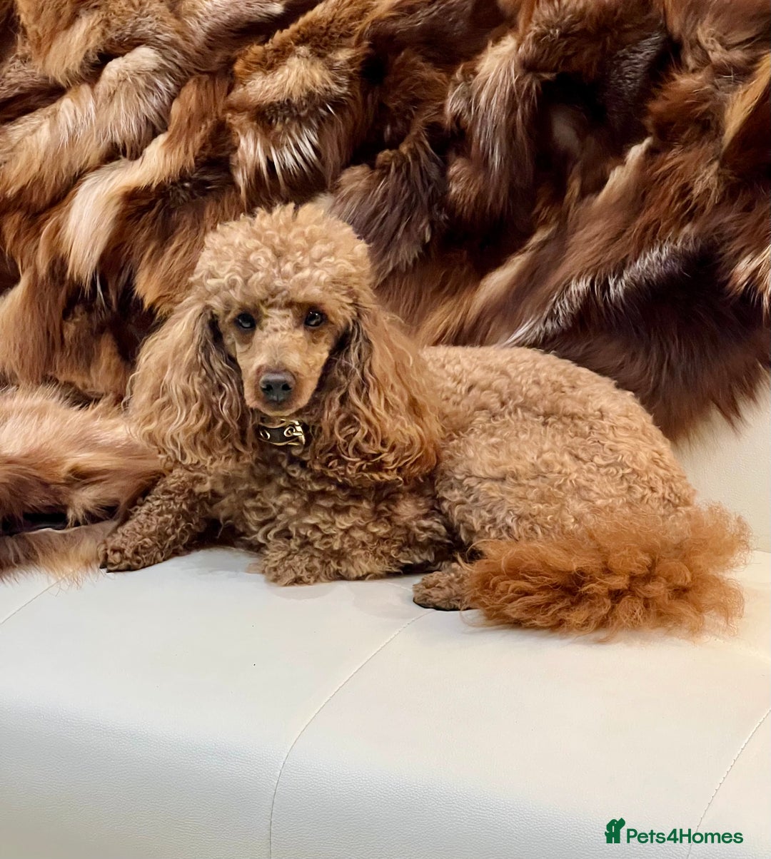 Cockapoo dogs for sale: 4⭐️Licensed F1b Cockapoos Exceptionally Bred - Image 7
