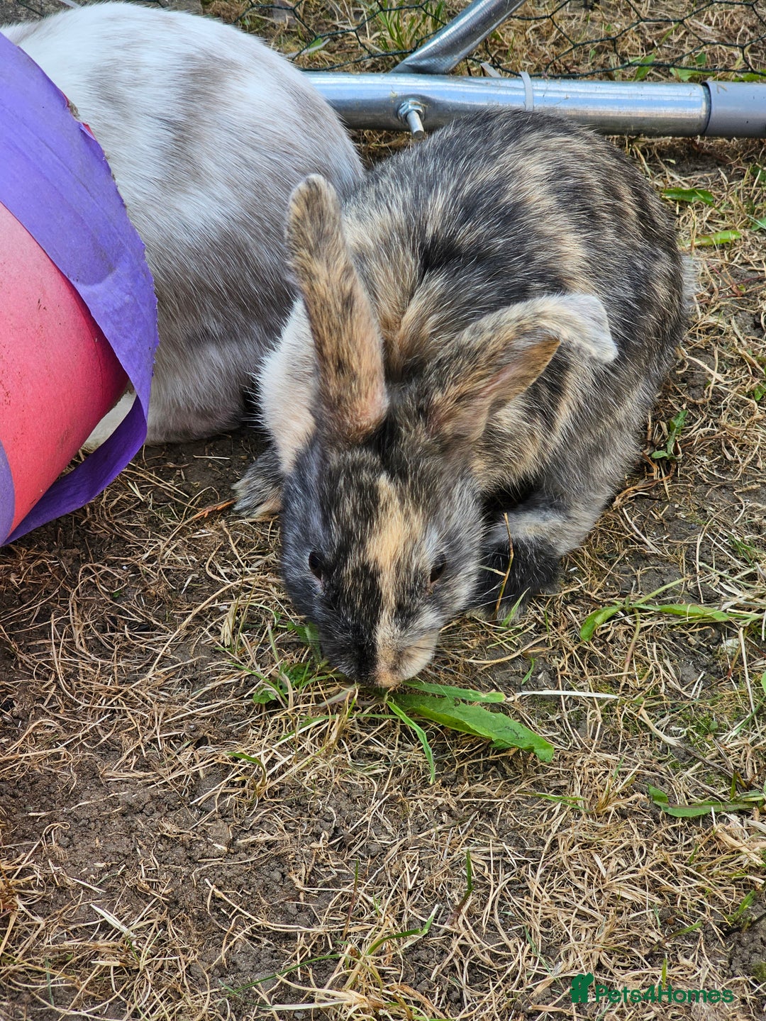 Harlequin rabbits for sale: 4 Gorgeous Harlequin bunnies looking for a 🏡  - Image 17