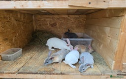 Rex rabbits for sale: 3 pieces left - Image 1