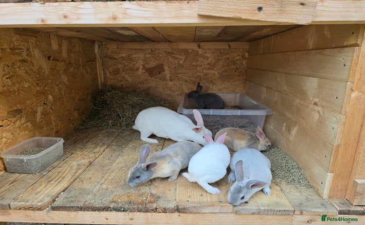 Rex rabbits - Advert 2