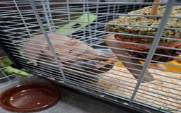 Hamster rodents for sale: Male hamster 7 months old - Image 3