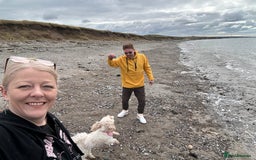 Cavapoo dogs for sale: F1b cavapoos- Red, apricot and white, collect16/12 - Image 8