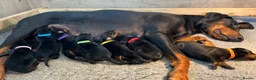 Dobermann dogs for sale: Outstanding Quality Dobermann puppies, KC REG - Advert 5