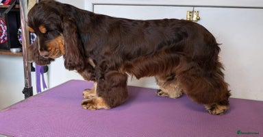 Cocker Spaniel dogs - Advert 4