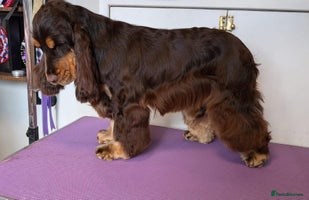 Cocker Spaniel dogs - Advert 16