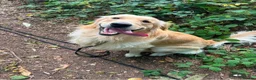 Golden Retriever dogs for sale: Re homing our golden retriever  - Advert 1