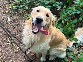 Golden Retriever dogs Re homing our golden retriever - Advert 1