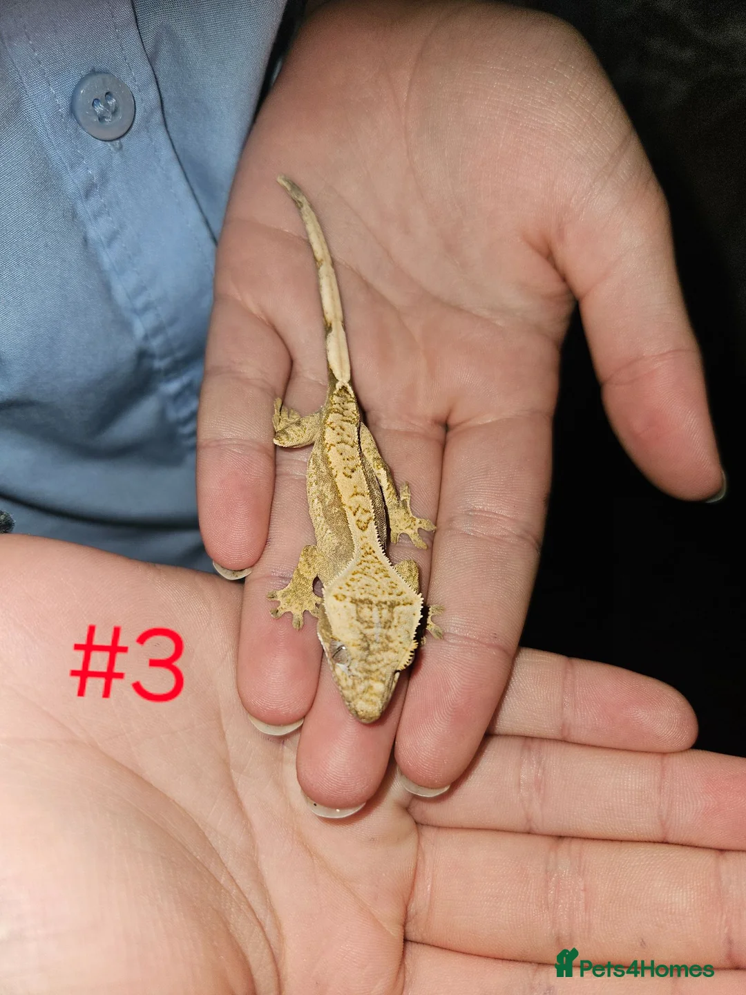 Gecko reptiles for sale: Crested Geckos  - Advert 1
