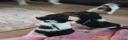 Fox Terrier dogs for sale: Beautiful wire fox terrier  - Advert 28