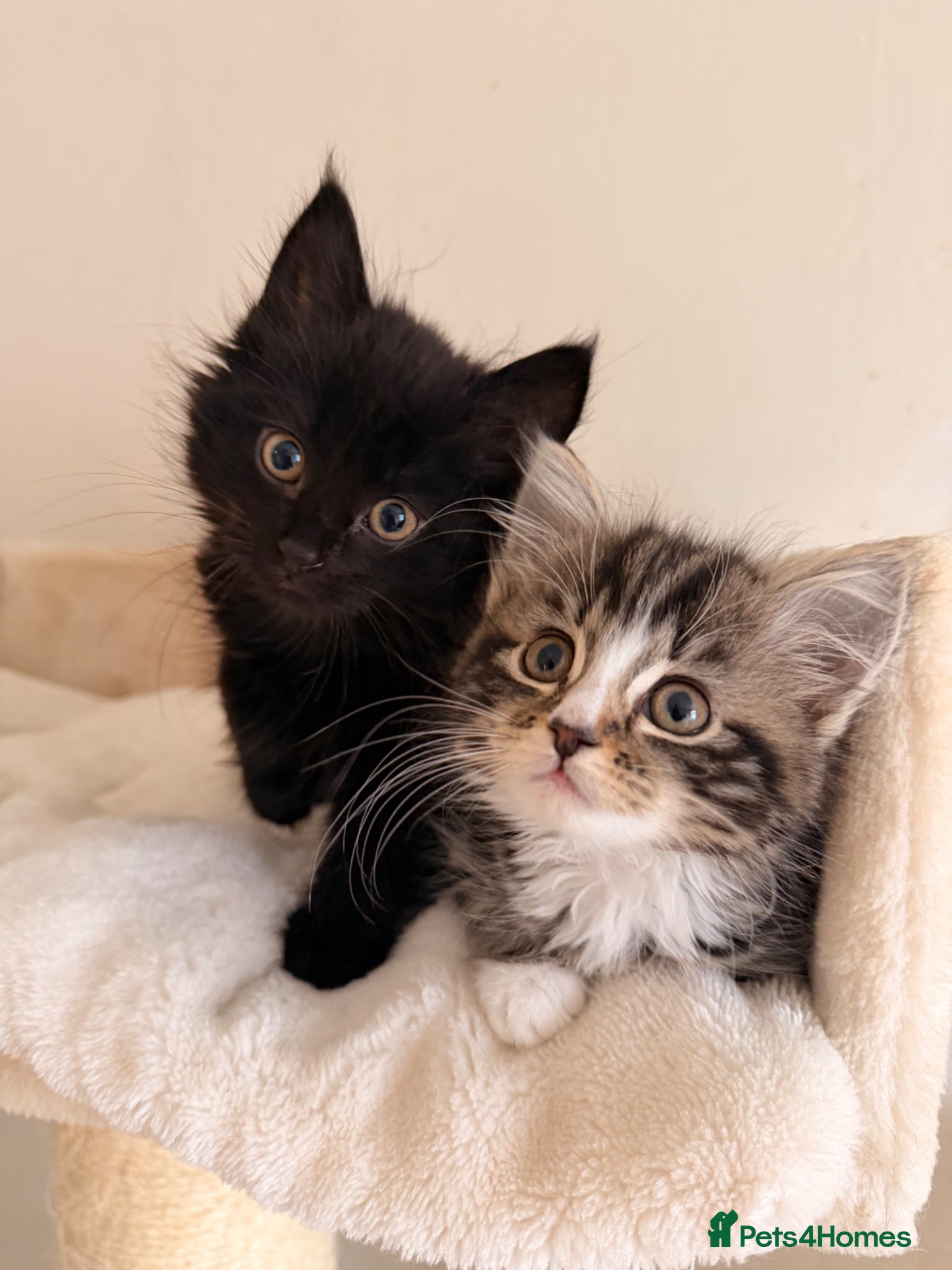 Mixed Breed cats Maine Coon X Ragdoll Kittens - Advert 1