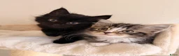 Mixed Breed cats for sale: Maine Coon X Ragdoll Kittens - Advert 1