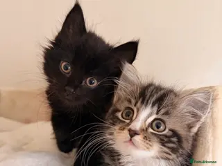 Mixed Breed cats Maine Coon X Ragdoll Kittens - Advert 1