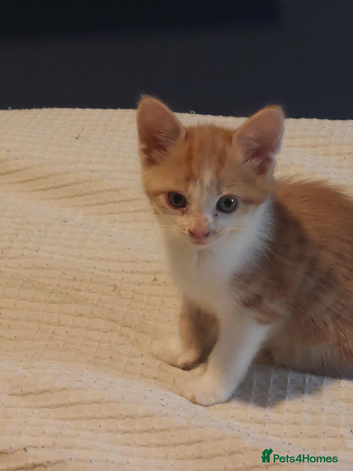 Mixed Breed cats Kittens  - Advert 1