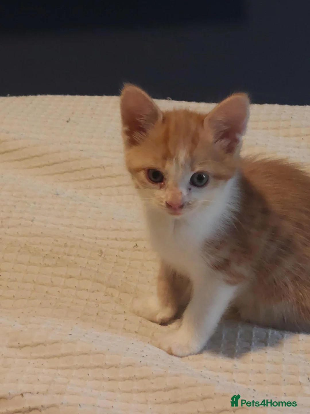 Mixed Breed cats for sale: Kittens  in Alfreton - Advert 1