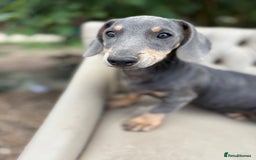 Mixed Breed dogs for sale: Daschund X Jack Russell Puppies  - Image 13