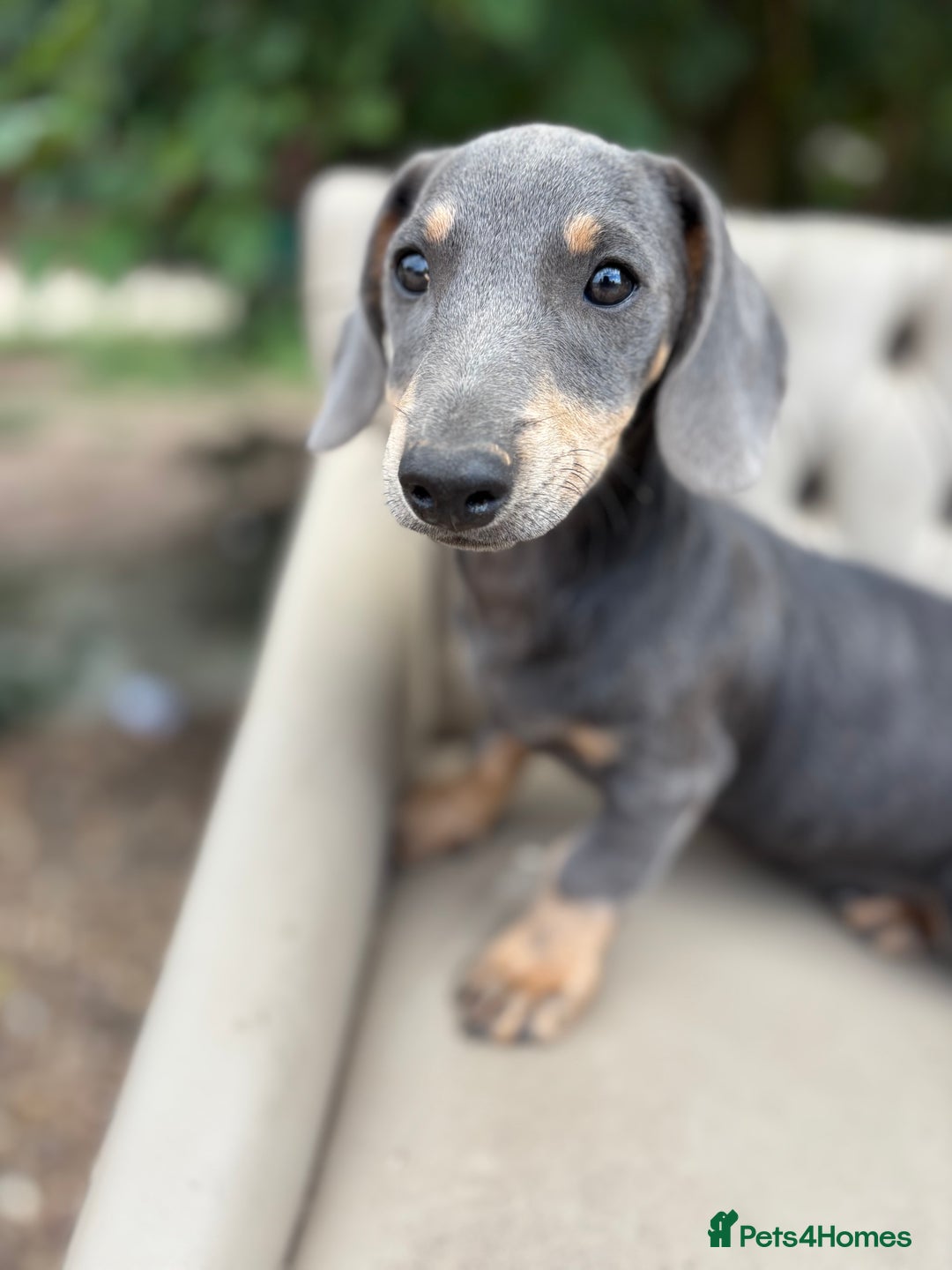 Mixed Breed dogs for sale: Daschund X Jack Russell Puppies  - Image 13
