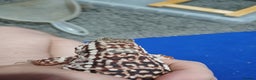 Lizard reptiles for sale: Red tegu  - Advert 5