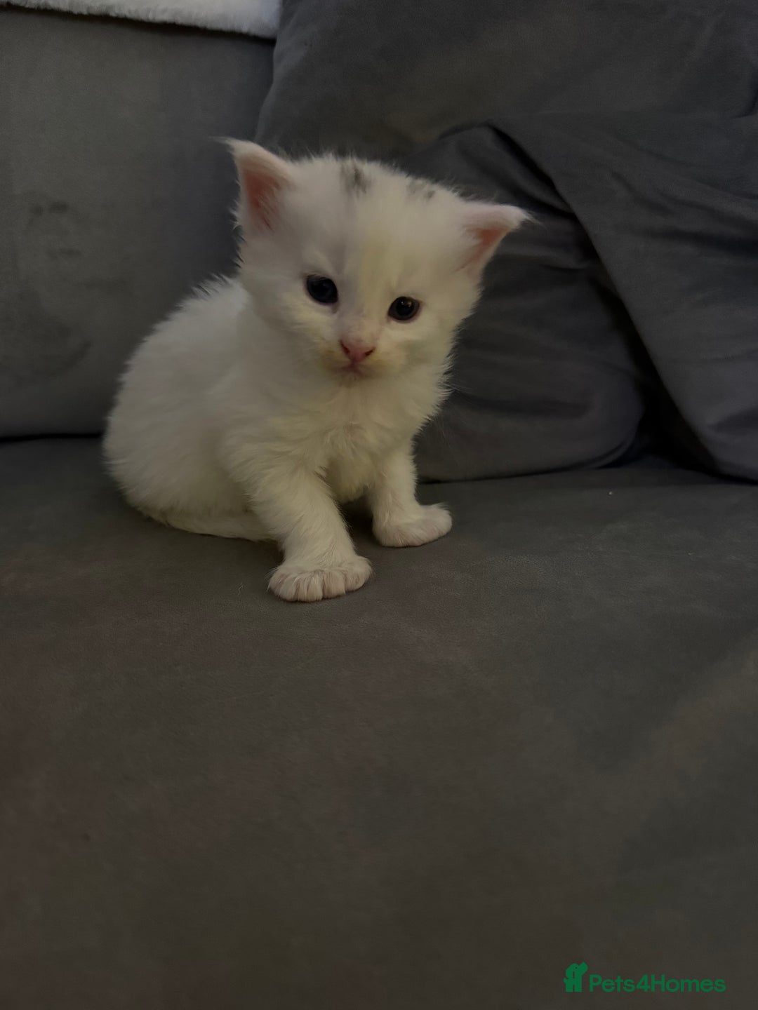 Maine Coon cats for sale: Maine Coon kittens some polydactyl.  - Advert 14