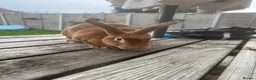Rex rabbits for sale: Rex rabbit bunny - Advert 2