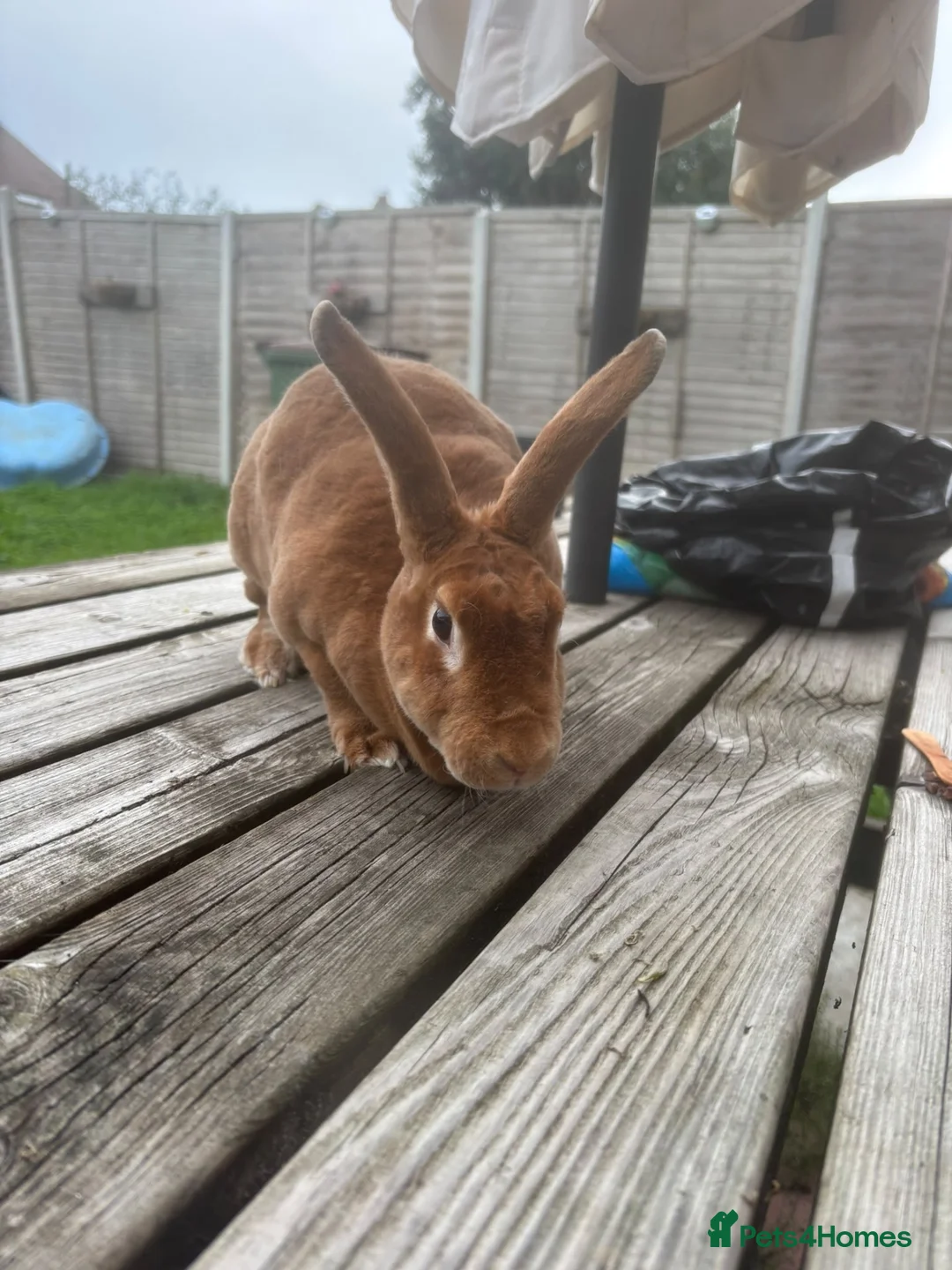 Rex rabbits for sale: Rex rabbit bunny - Advert 2