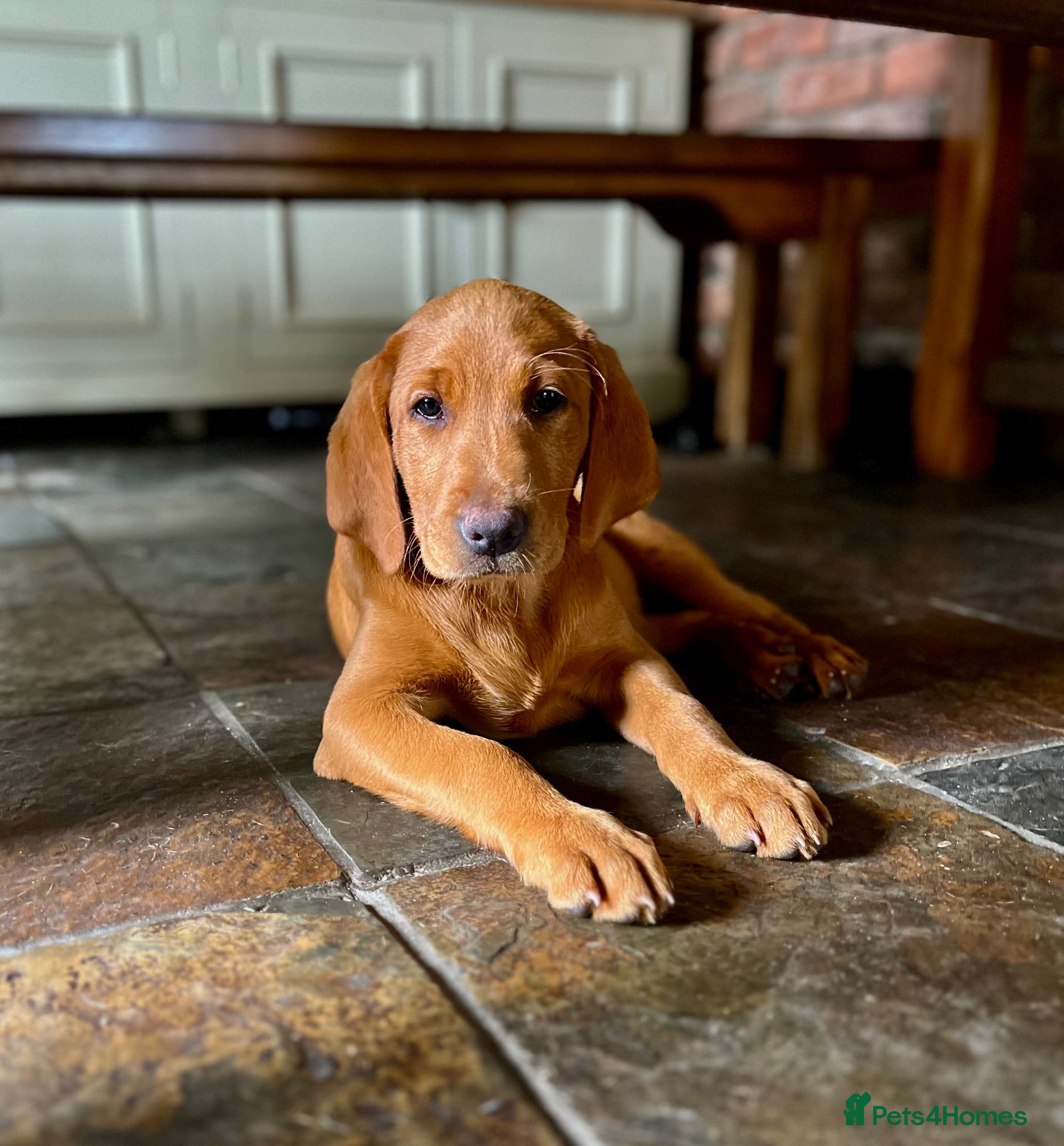 Labrador Retriever dogs Fully Health Tested, Outstanding Dark Red Puppies - Advert 2