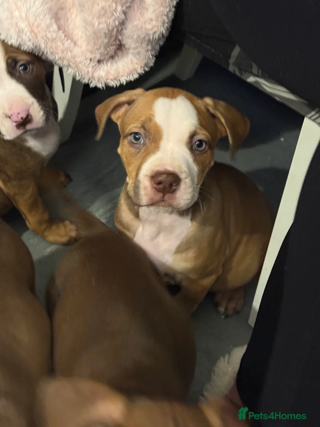 Mixed Breed dogs for sale: Cane Corso mixed  - Advert 10