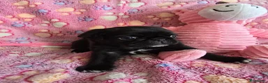 Pug 6