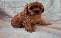Cavapoo dogs for sale: F1bb extensively health tested caverpoo pups  - Advert 14