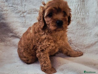 Cavapoo dogs F1bb extensively health tested caverpoo pups - Advert 1