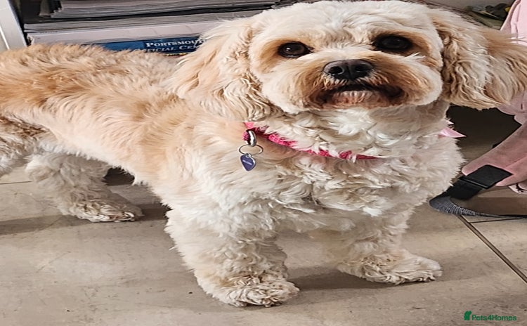 Cavachon dogs 12 week old csvachon boy - Advert 1