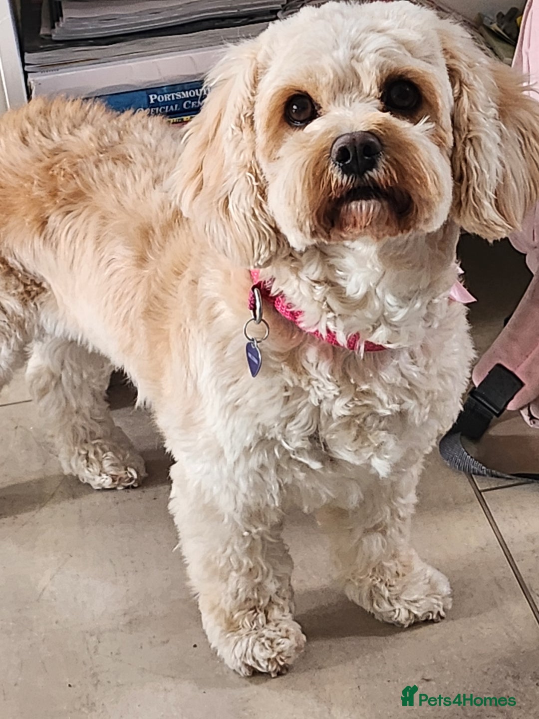 Cavachon dogs for sale: 12 week old csvachon boy - Advert 1