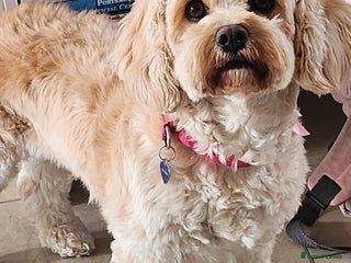 Cavachon dogs 12 week old csvachon boy - Advert 1