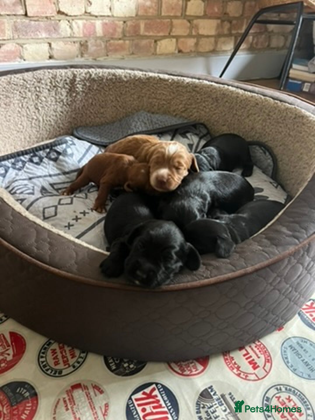 Cockapoo dogs for sale: Exceptional cockapoo pups- 1 Boy, 1 Girl left!! - Image 11