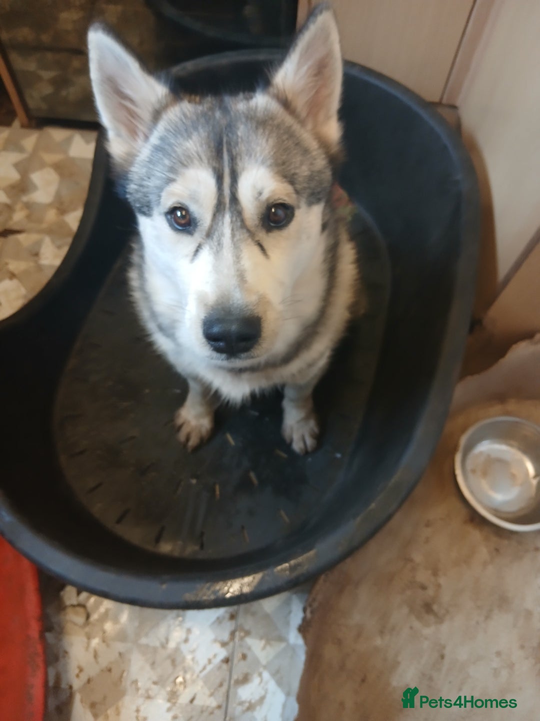 Siberian Husky dogs for sale: Siberian husky female  - Image 5