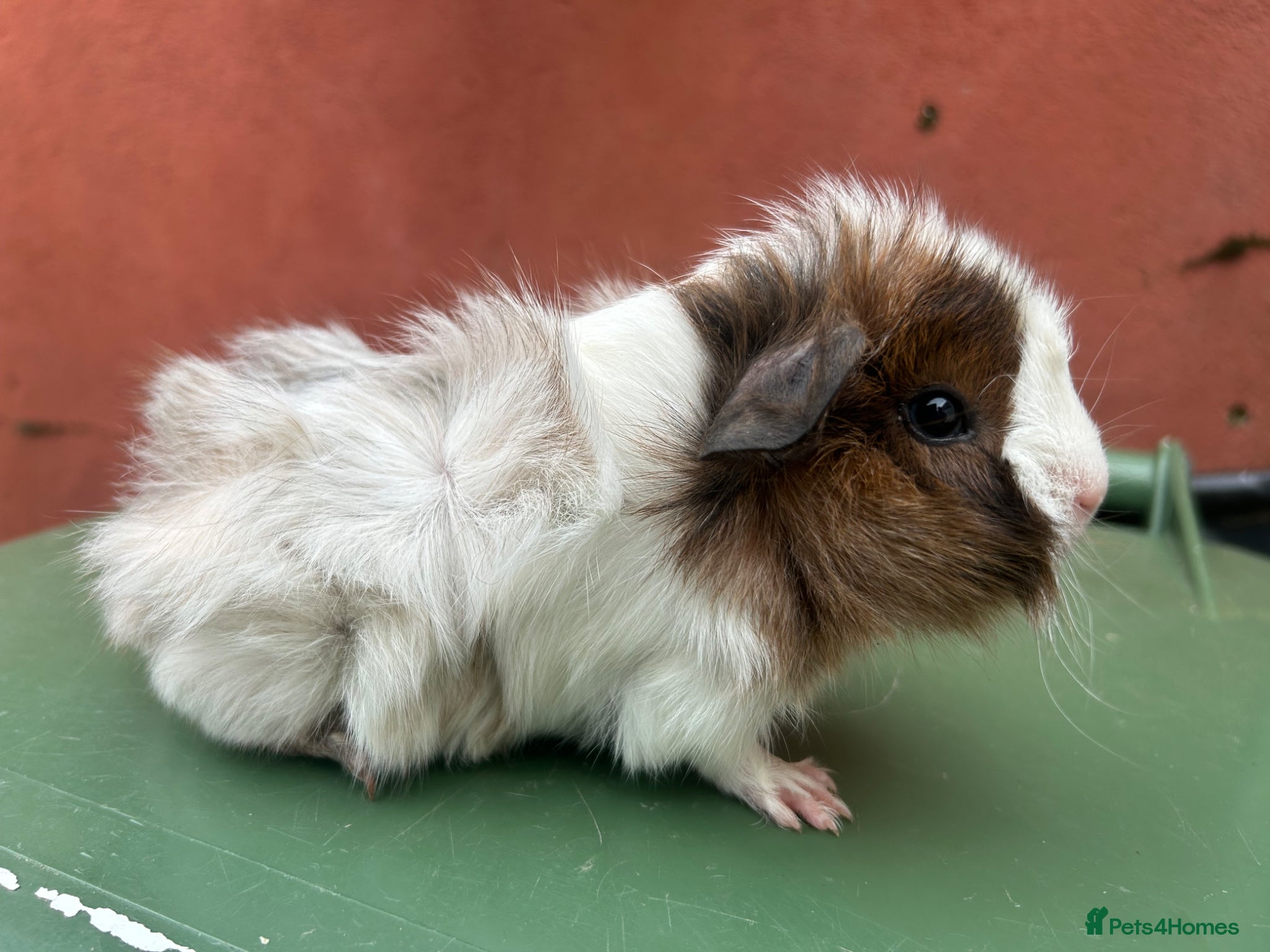 Guinea Pig rodents Baby boar guinea pigs - Advert 2