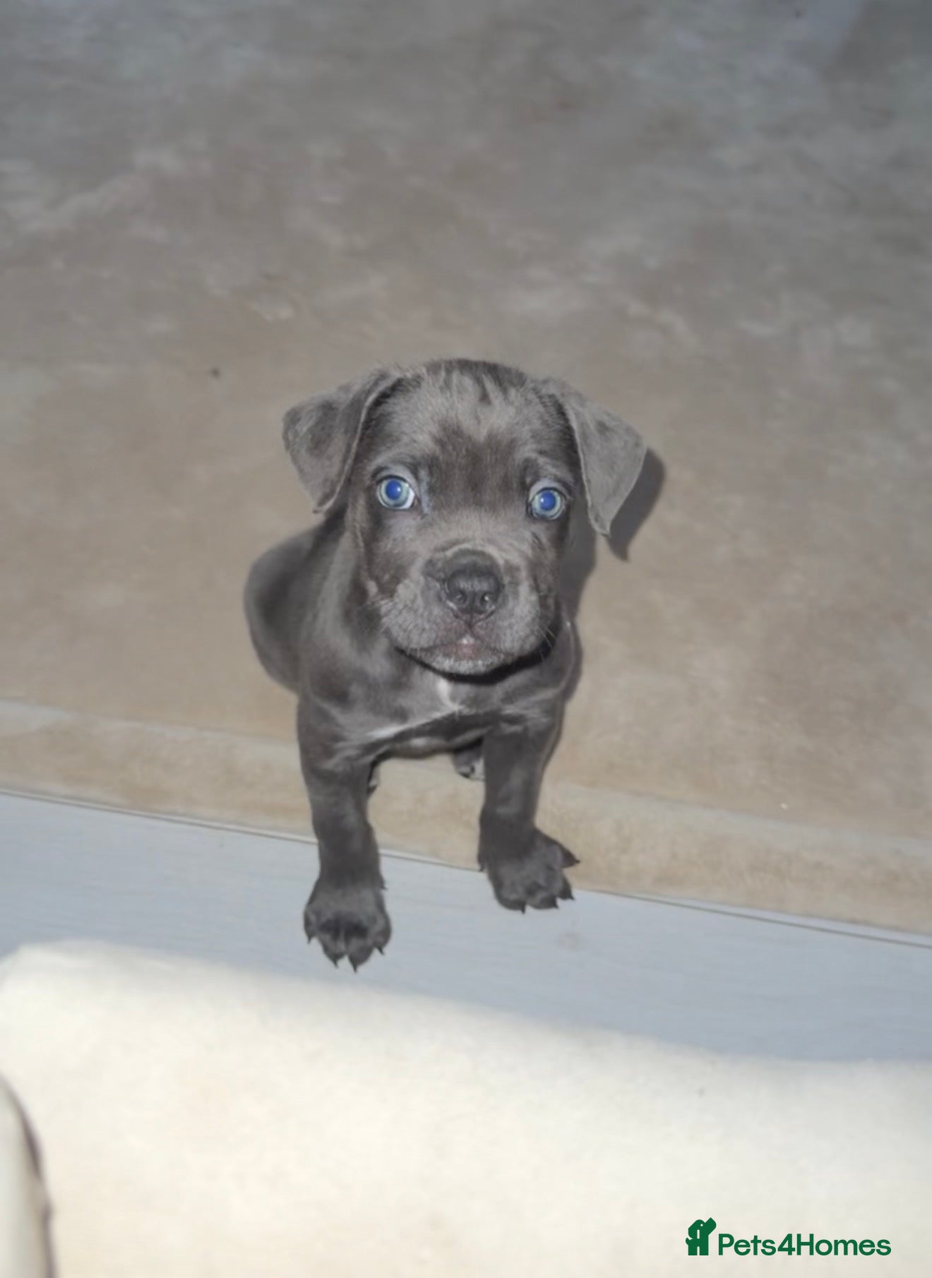 Cane Corso dogs LAST GIRL LEFT🥰🥰ICF/ICCF Champion 6th GENERATIOn - Advert 16