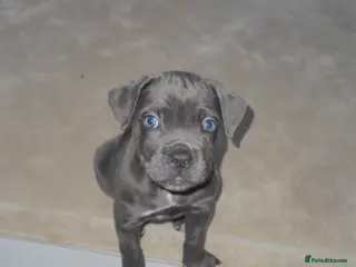 Cane Corso dogs LAST GIRL LEFT🥰🥰ICF/ICCF Champion 6th GENERATIOn - Advert 16