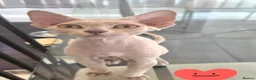 Devon Rex cats for sale: Darling Devons  - Advert 4