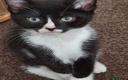 American Shorthair cats for sale: Divine Blessings in the shape of kittens - Image 5