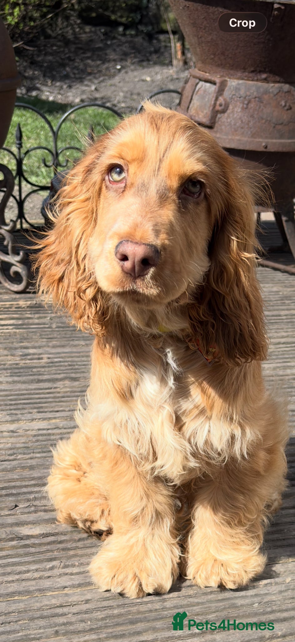 Cocker Spaniel dogs Chocolate sable show cocker male  - Advert 9