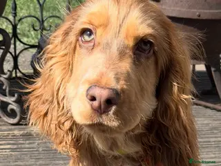 Cocker Spaniel dogs Chocolate sable show cocker male - Advert 9