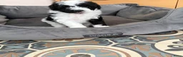 Maltipoo dogs for sale: tiny F1b toy maltipoos fully health tested parents in Wrexham - Advert 14