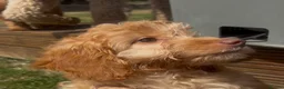 Cockapoo dogs for sale: Affectionate toy Cockapoo girls  - Advert 4