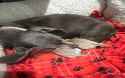 Dachshund dogs for sale:  dachshund miniature - Image 13