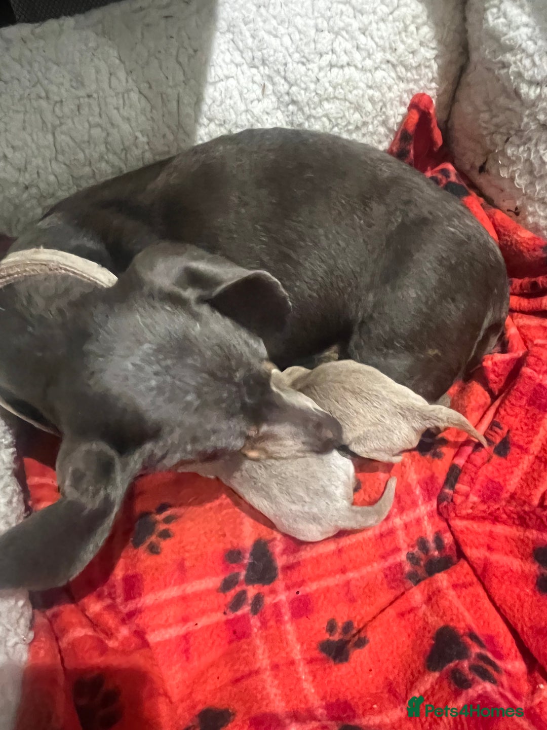 Dachshund dogs for sale:  dachshund miniature - Image 13