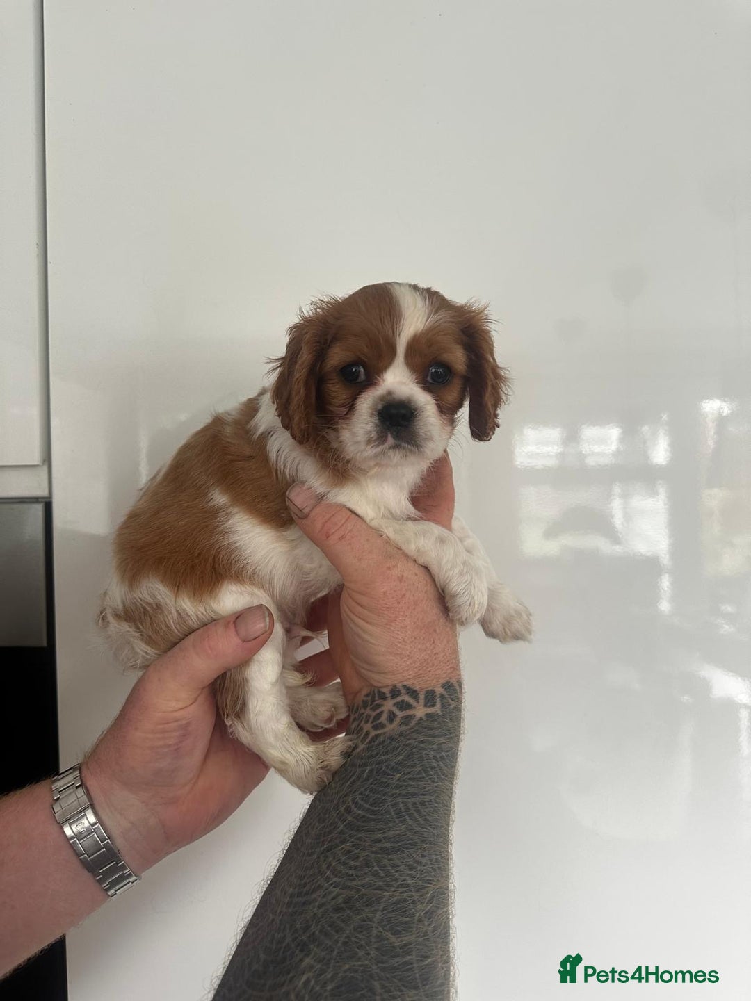 Cavalier King Charles Spaniel dogs for sale: 5 beautiful cavalier King Charles spaniel puppies - Image 24